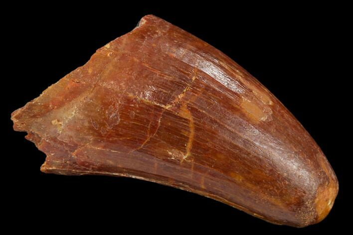 Cretaceous Fossil Crocodile Tooth - Morocco #122506